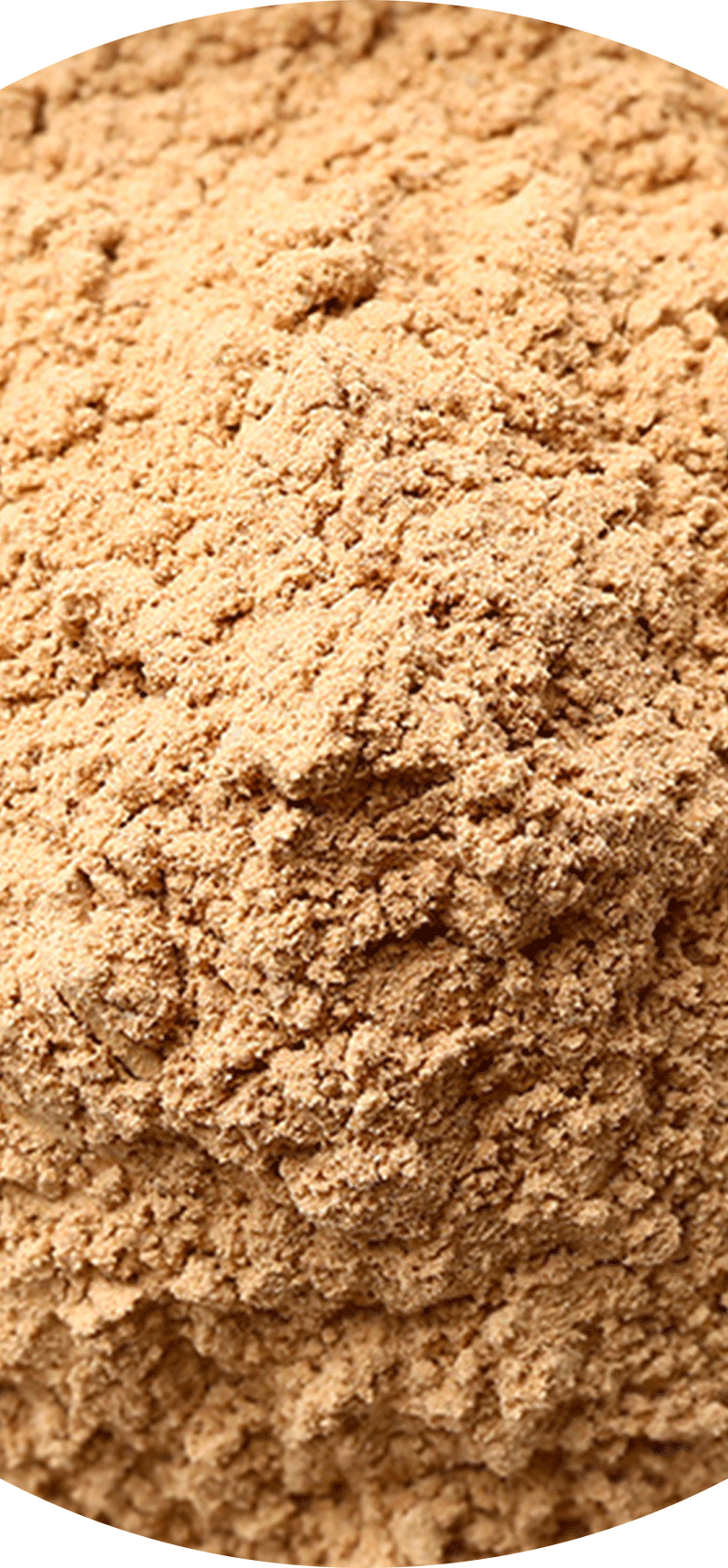 Bacillus Coagulans