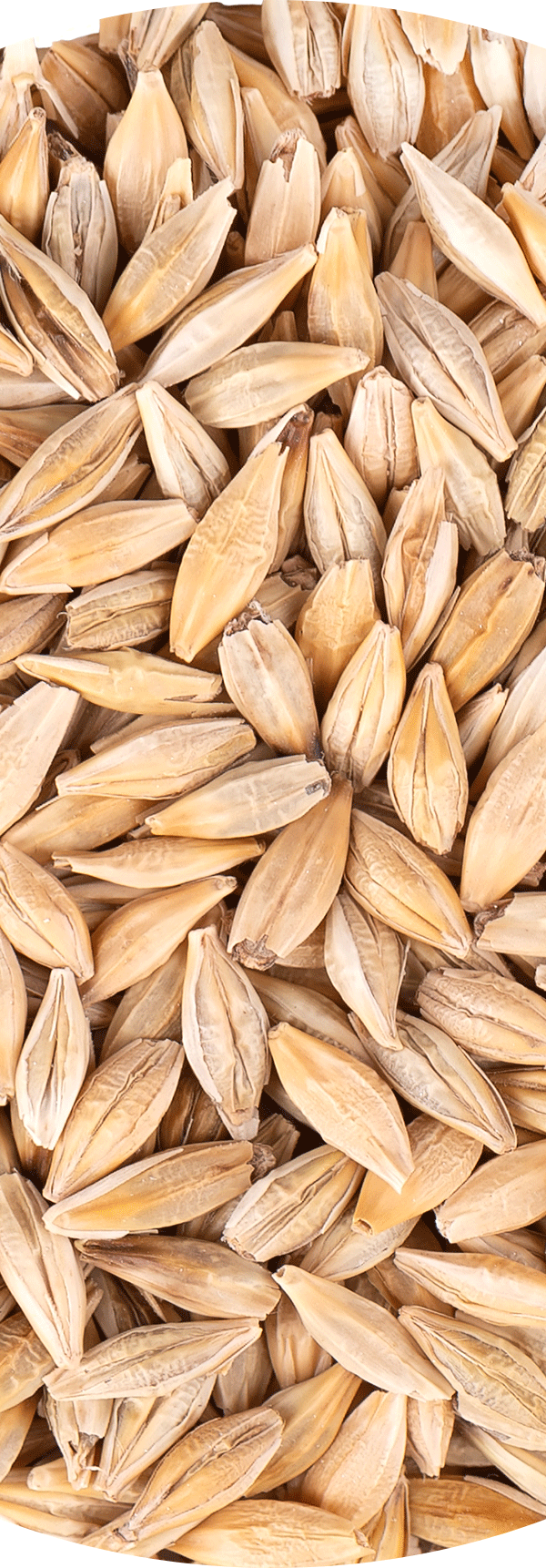 Barley.