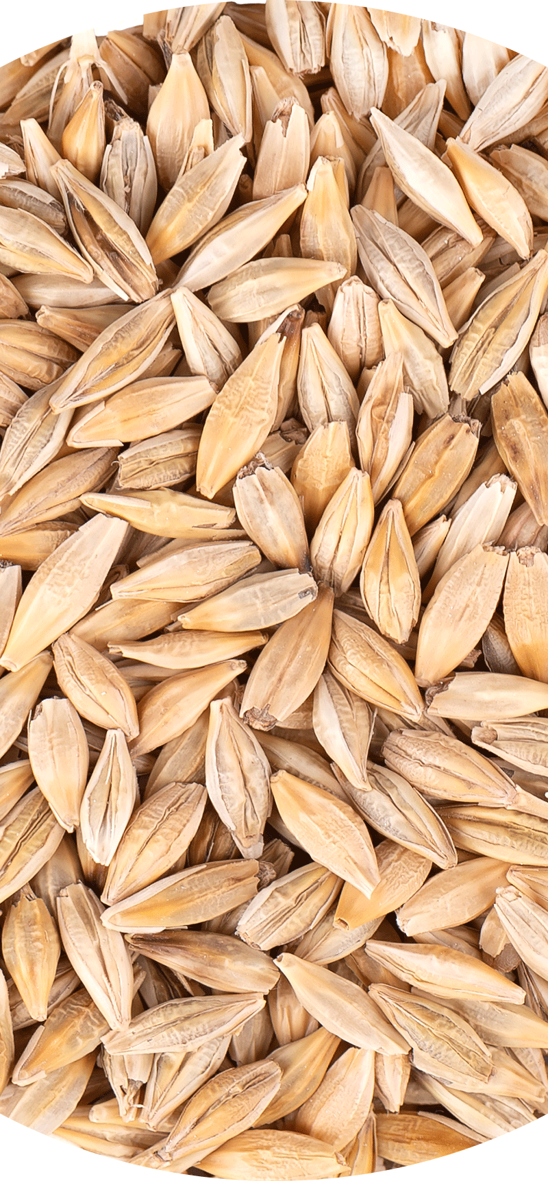 Barley.