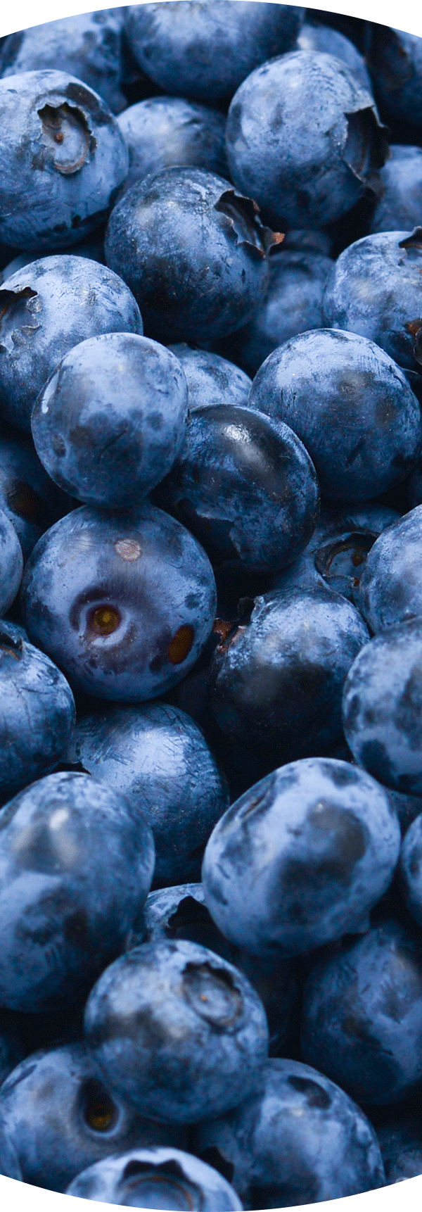 Blueberries
