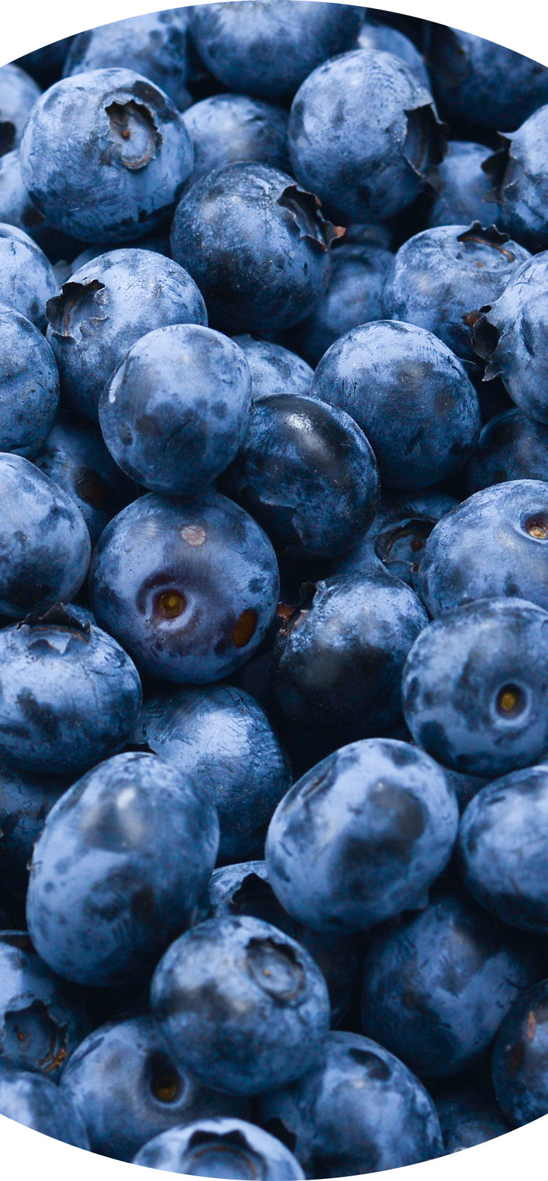 Blueberries