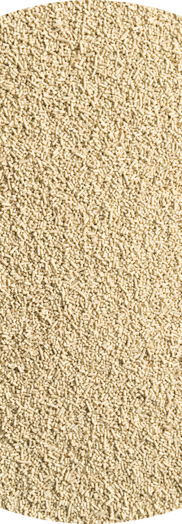 a picture of dried yeast.
