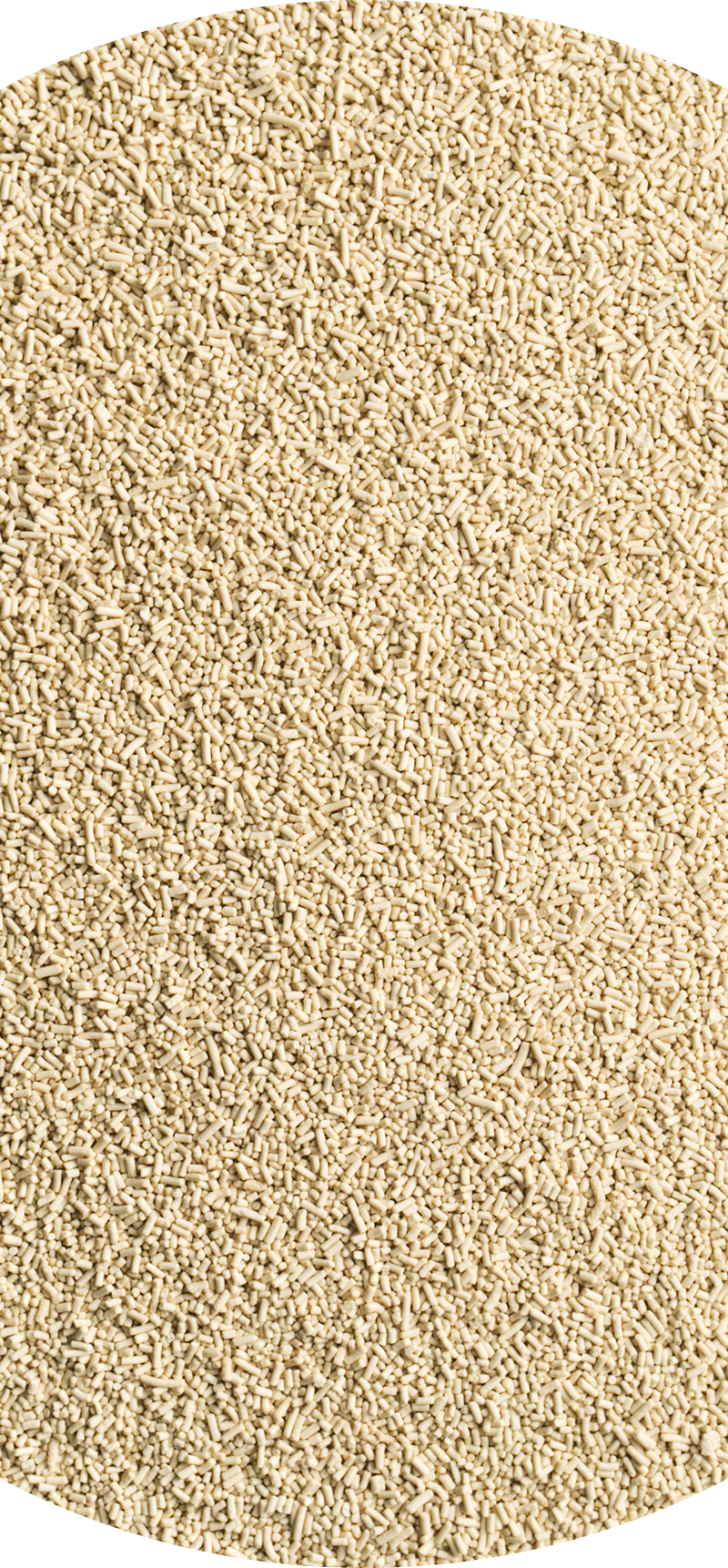 a picture of dried yeast.