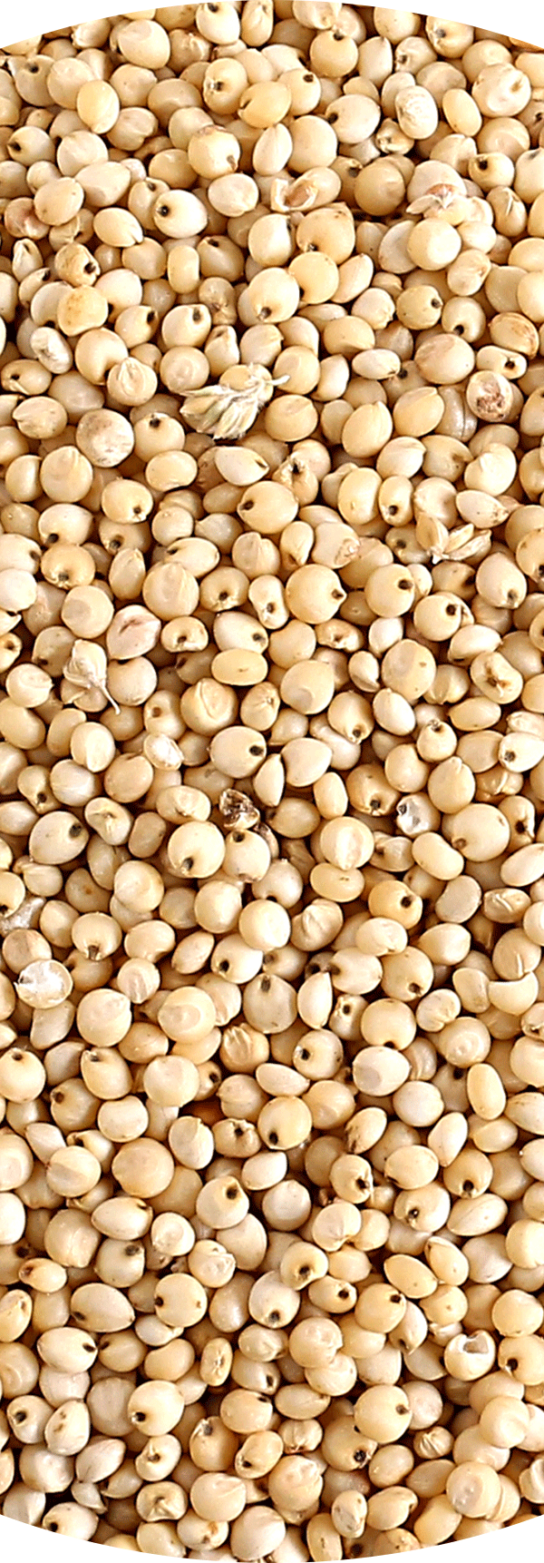 Grain Sorghum.