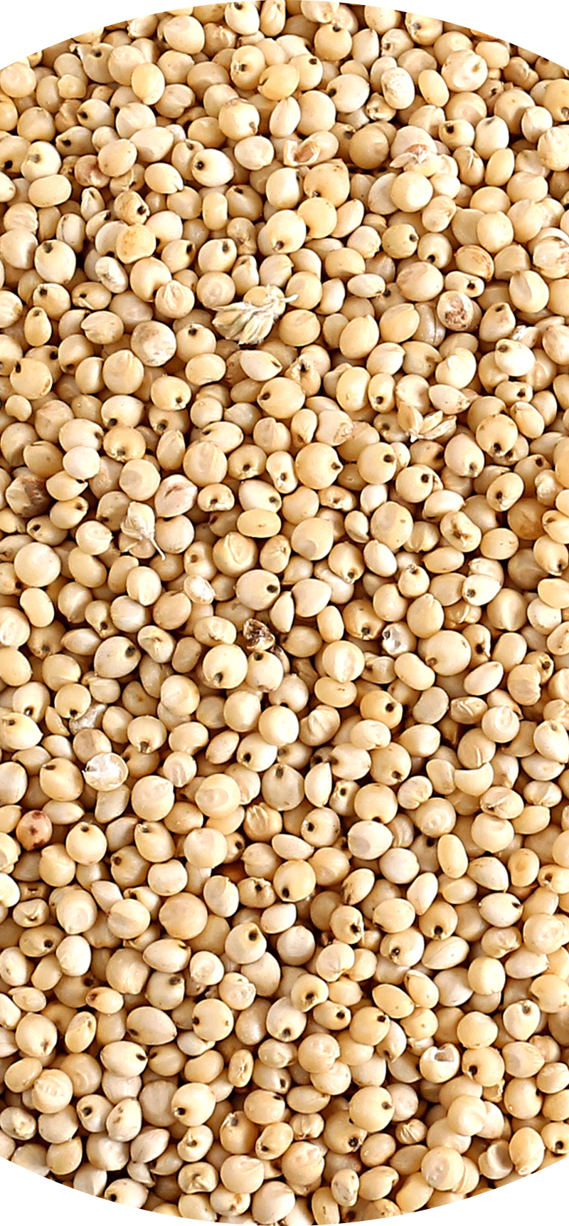 Grain Sorghum.