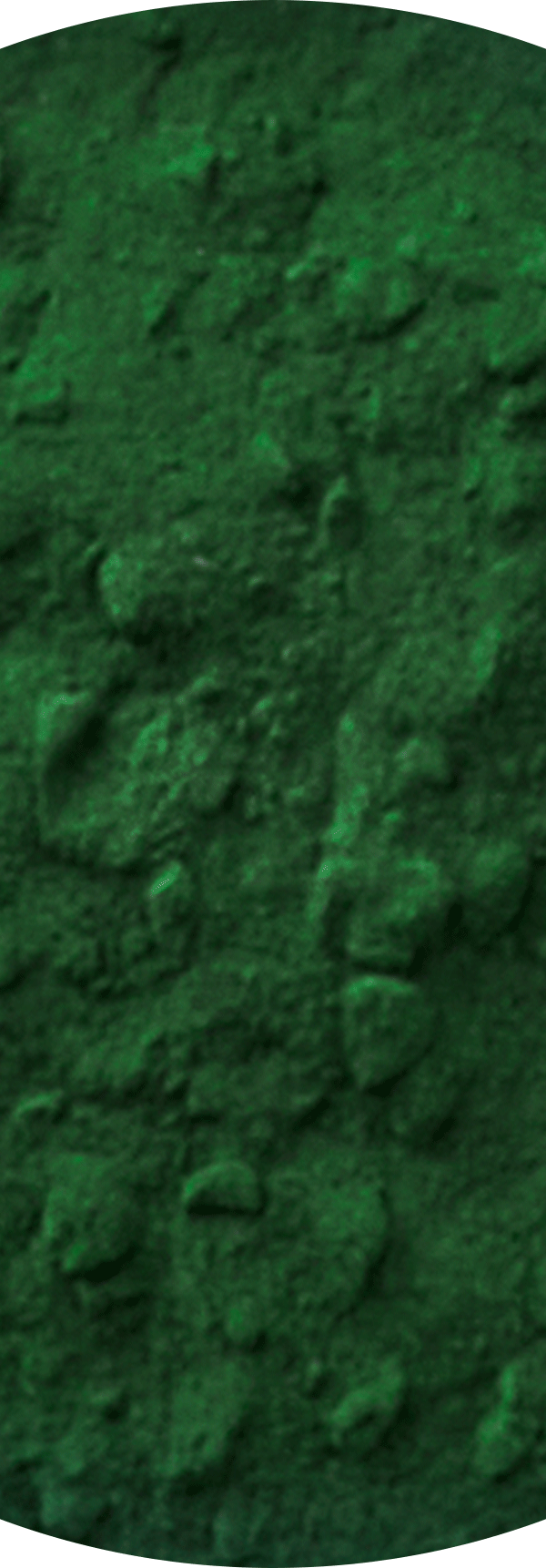 Marine Microalgae.