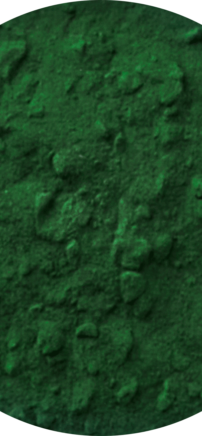 Marine Microalgae.
