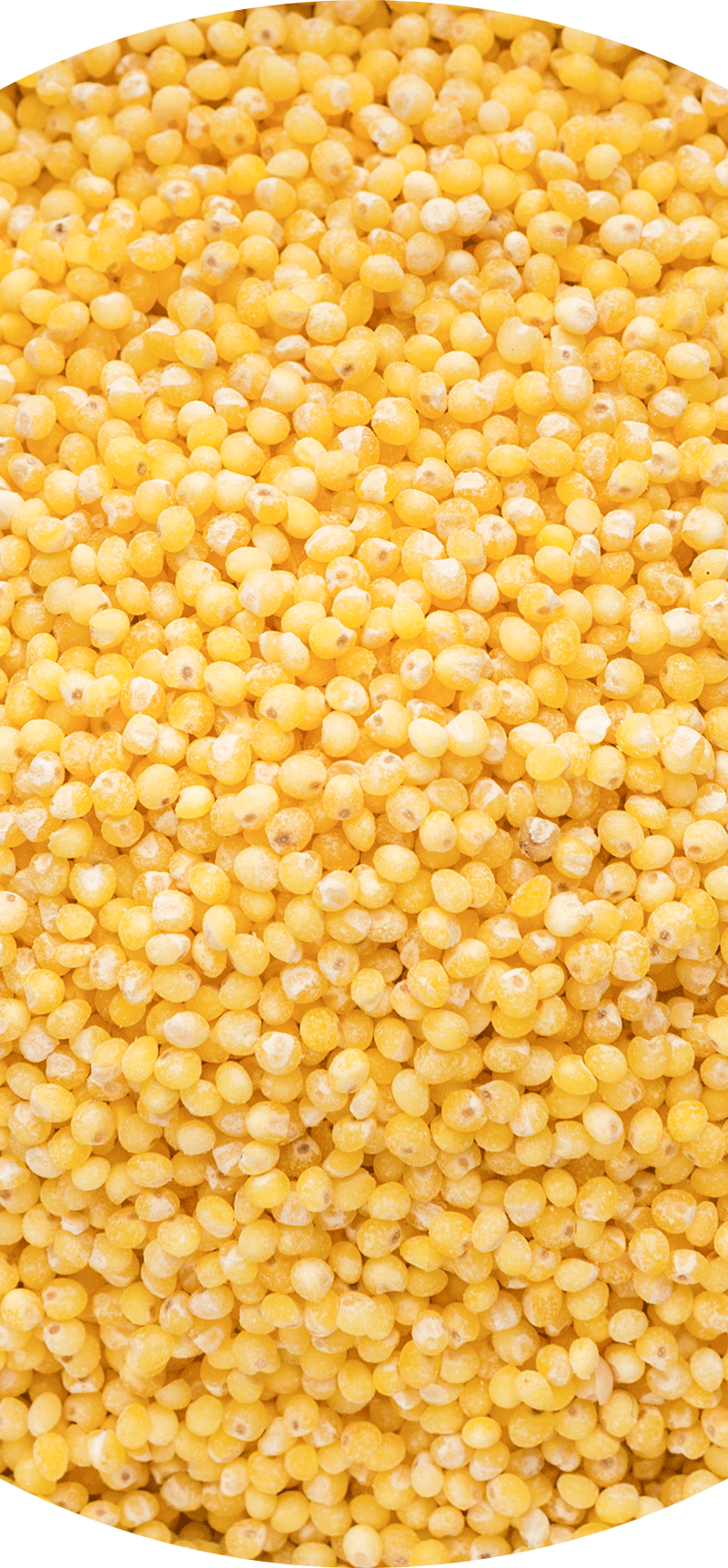 Millet.
