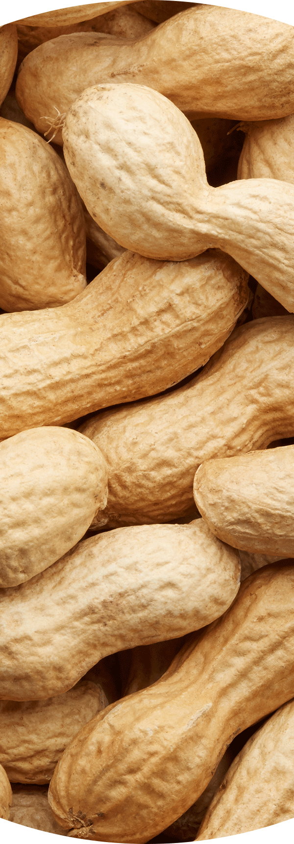 Peanuts.