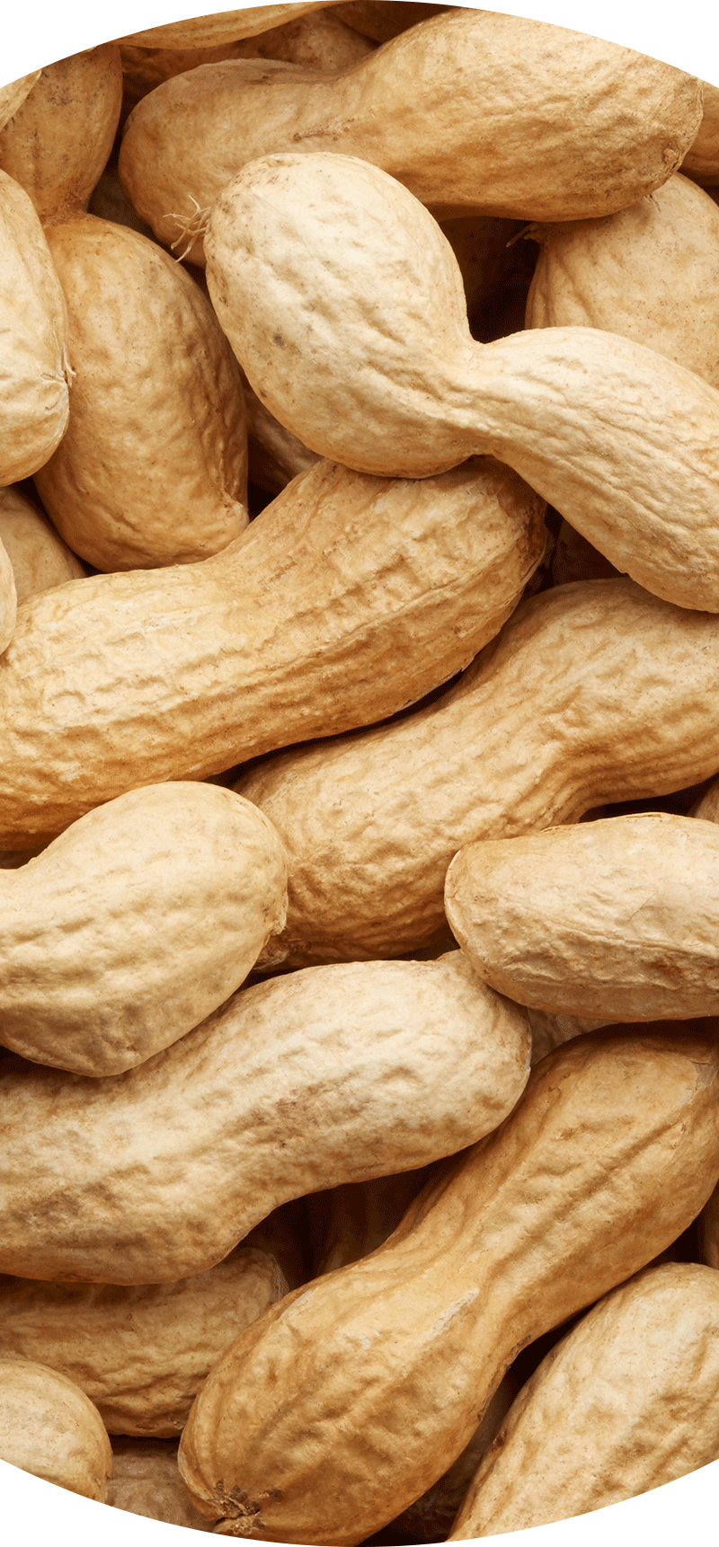Peanuts.