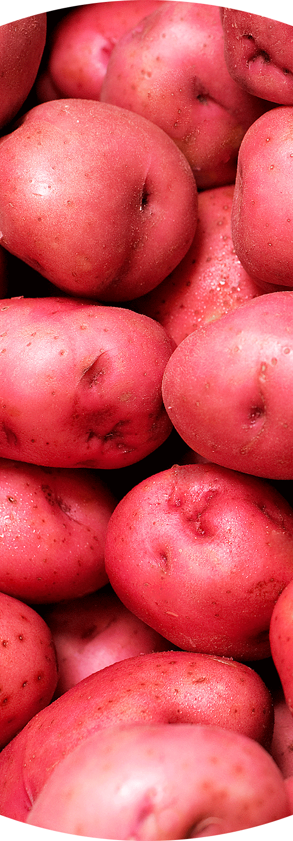 Red Potatos.
