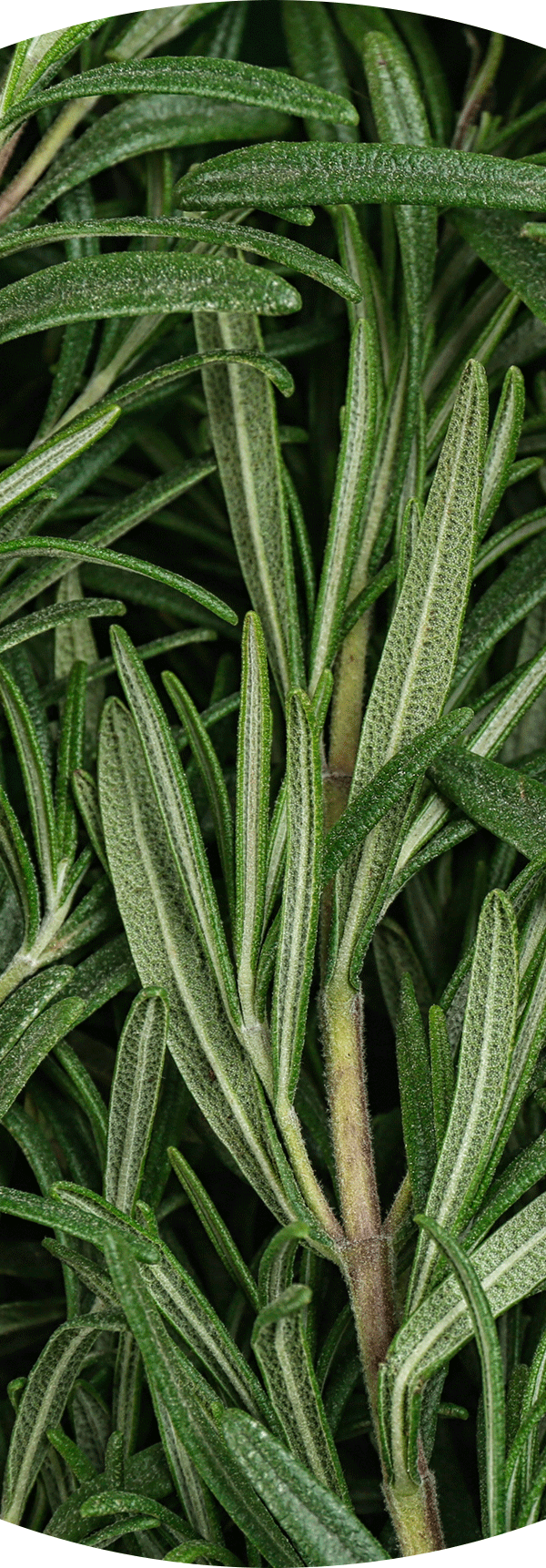 Rosemary