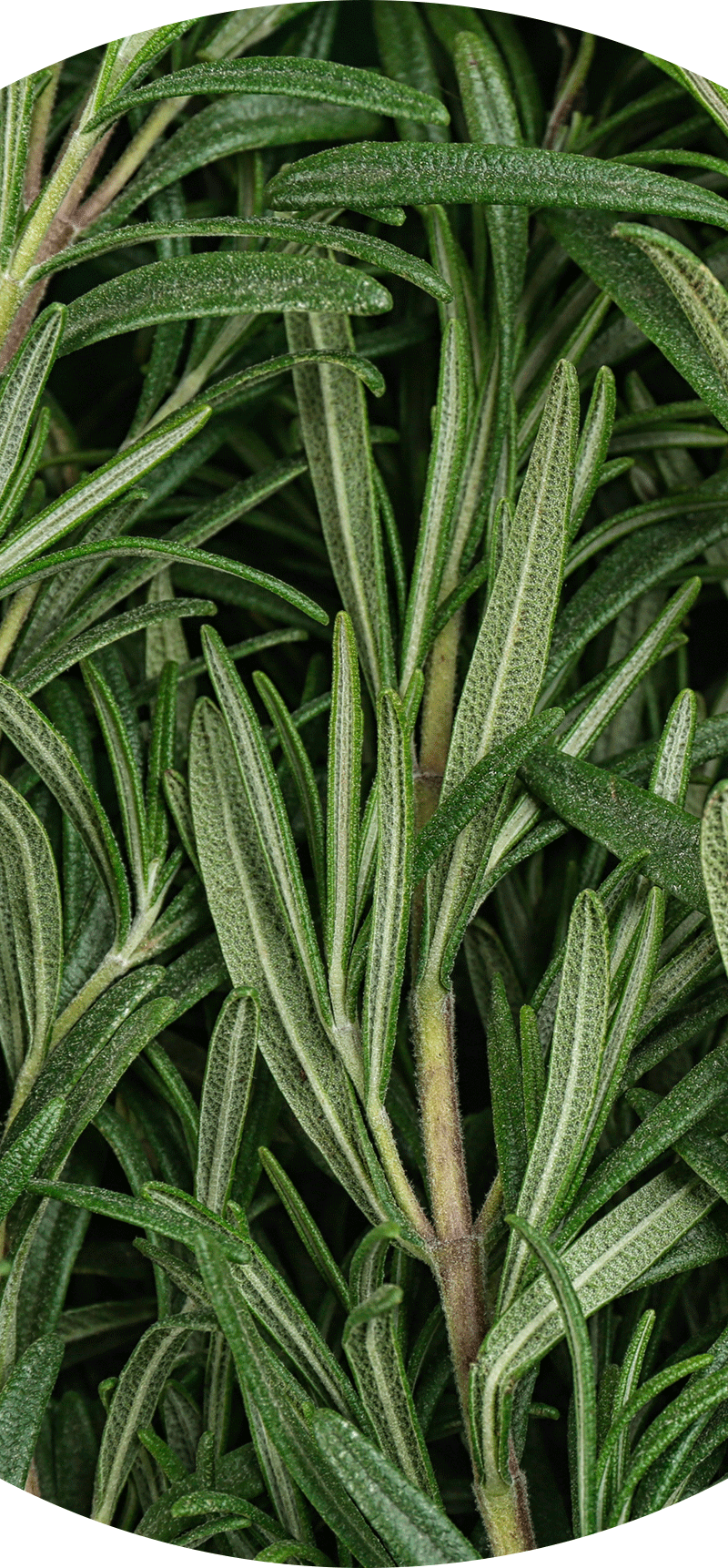 Rosemary