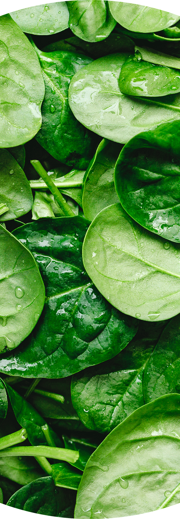 Spinach