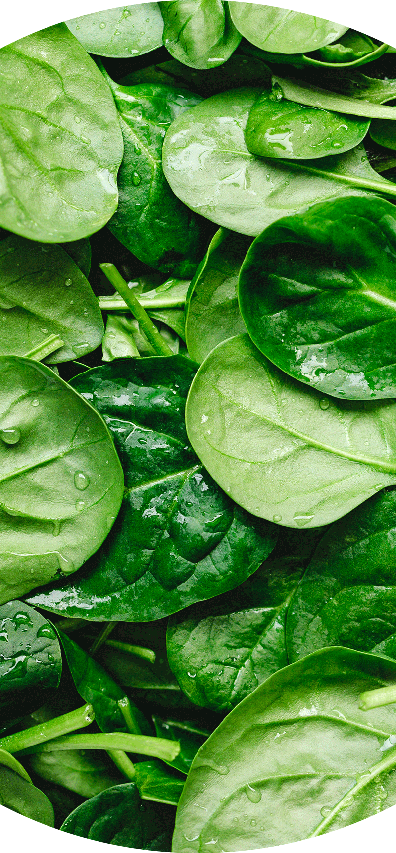 Spinach