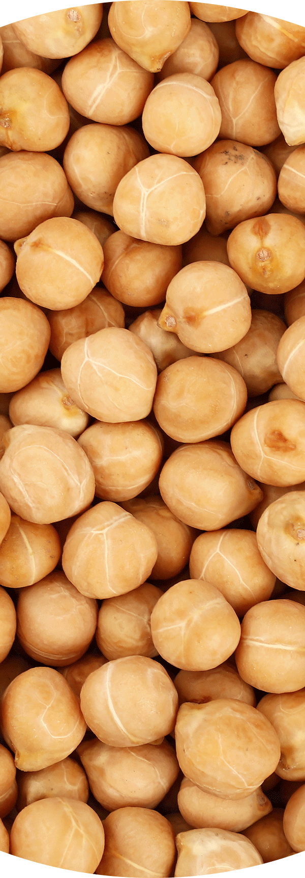 Garbanzo Beans.