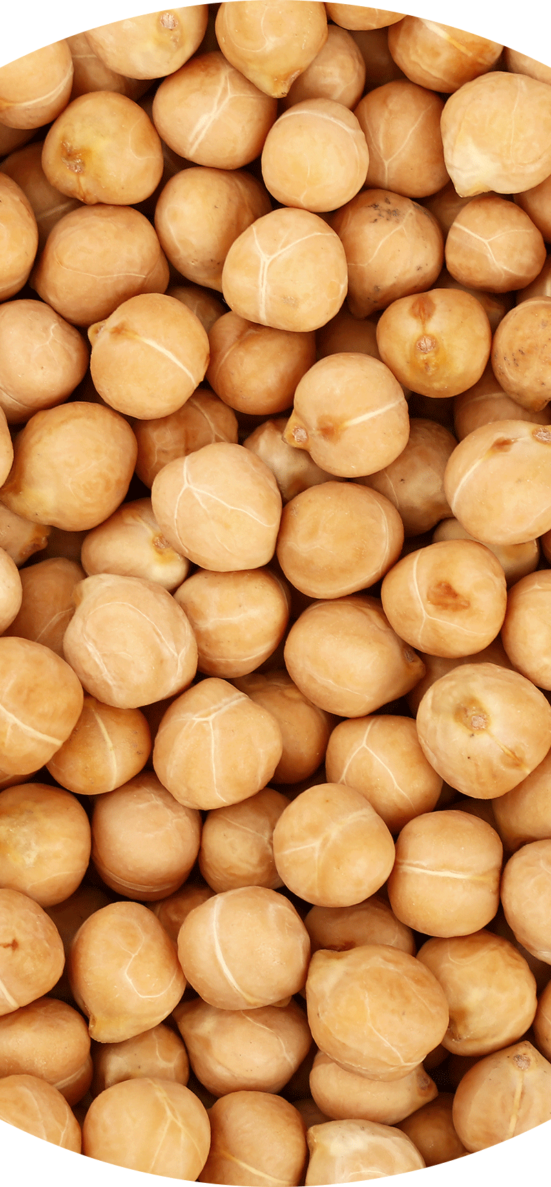 Garbanzo Beans.