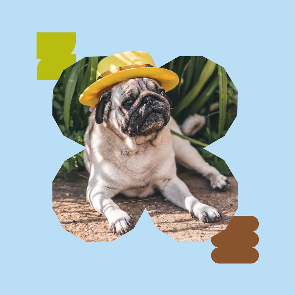 Wild Earth Pet Food