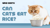 Can Cats Eat Rice?