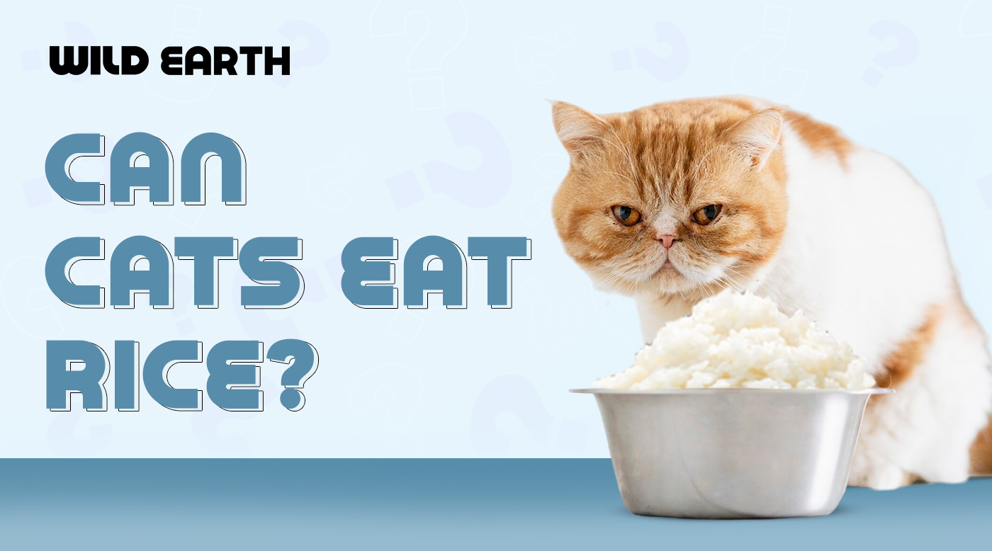 Orange and white cat sitting in front of a bowl of rice, with the text that says "Can Cats Eat Rice?".