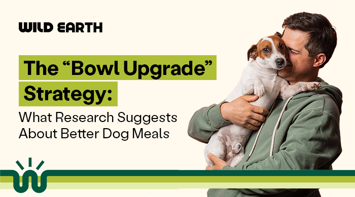 The “Bowl Upgrade” Strategy: What Research Suggests About Better Dog Meals