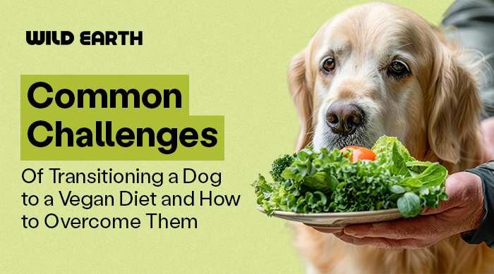 Common Challenges of Transitioning a Dog to a Vegan Diet and How to Overcome Them