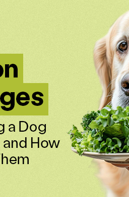 Someone holding a plate of lettuce leaves in front of a golden retreiver