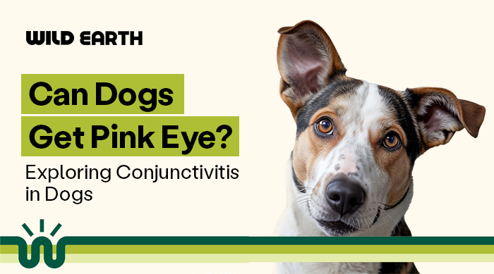 Can Dogs Get Pink Eye? Exploring Conjunctivitis in Dogs