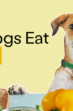 Dog resting its paws on the table with a wooden chopping board and vegetables in front of it. 