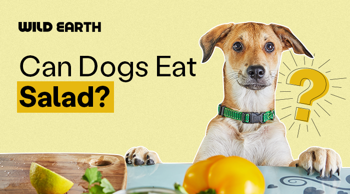 Dog resting its paws on the table with a wooden chopping board and vegetables in front of it. 