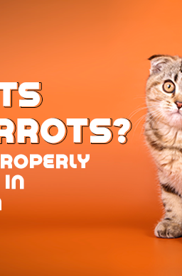 Wild Earth blog banner with a cat with an orange background and the title reads " can cats eat carrots?".