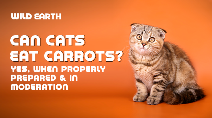 Wild Earth blog banner with a cat with an orange background and the title reads " can cats eat carrots?".