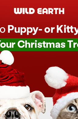 Wild Earth blog banner with a dog and a cat  wearing christmas hats. 