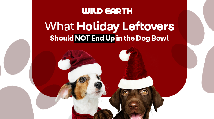 Wild Earth blog banner with two dogs wearing a santa hat