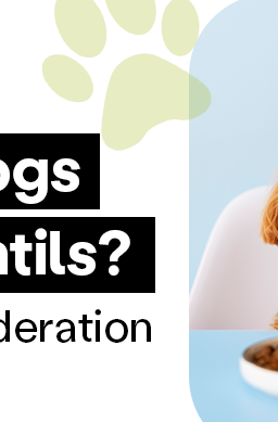 brown poodle with a bowl of lentils in front of him