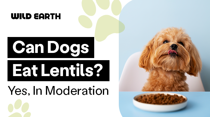 brown poodle with a bowl of lentils in front of him