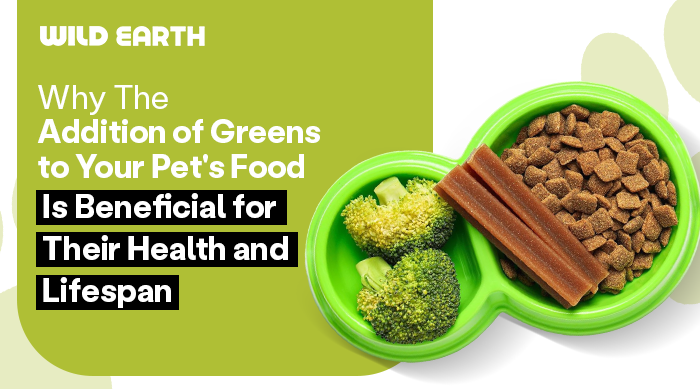 Dog food bowl with kibble and broccoli