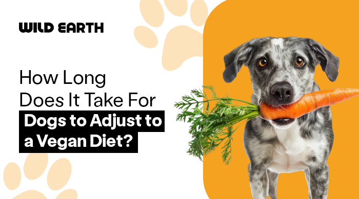 A black and white dog holding a carrot in its mouth