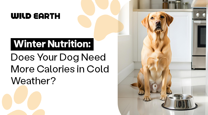 A dog sitting infront of his empty food bowl in the kitchen