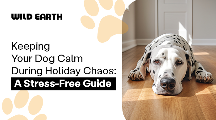 Keeping Your Dog Calm During Holiday Chaos: A Stress-Free Guide