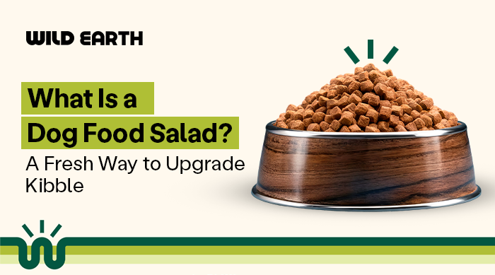 What Is a Dog Food Salad? A Fresh Way to Upgrade Kibble