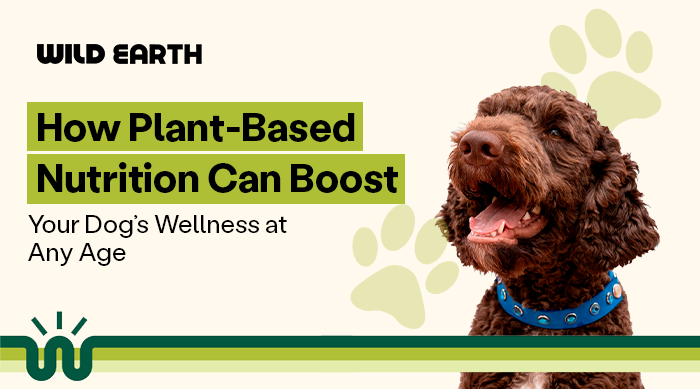 How Plant-Based Nutrition Can Boost Your Dog’s Wellness at Any Age
