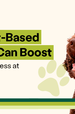 A curly-haired brown poodle and text "How plant-based nutrition can boost dog's wellness at any age"