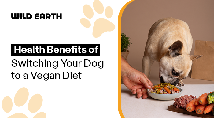 A pug sniffing veggie in a bowl 