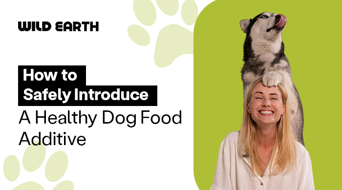 Wild Earth blog banner with a husky resting its paws on a laughing woman's head 