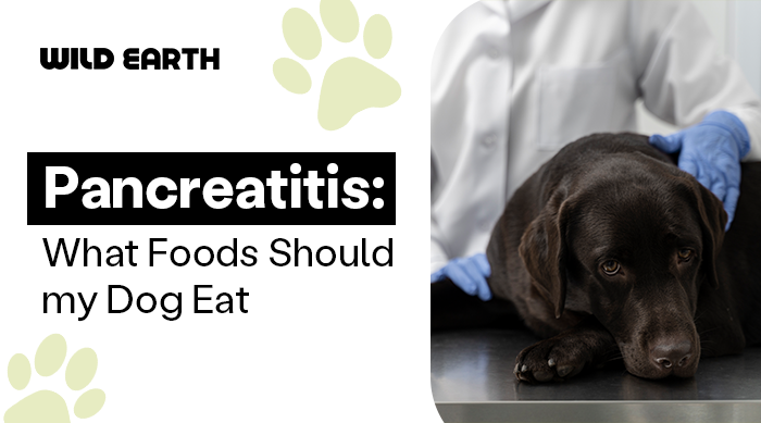 Veterinarian examining a sick dog with pancreatitis on a clinic table