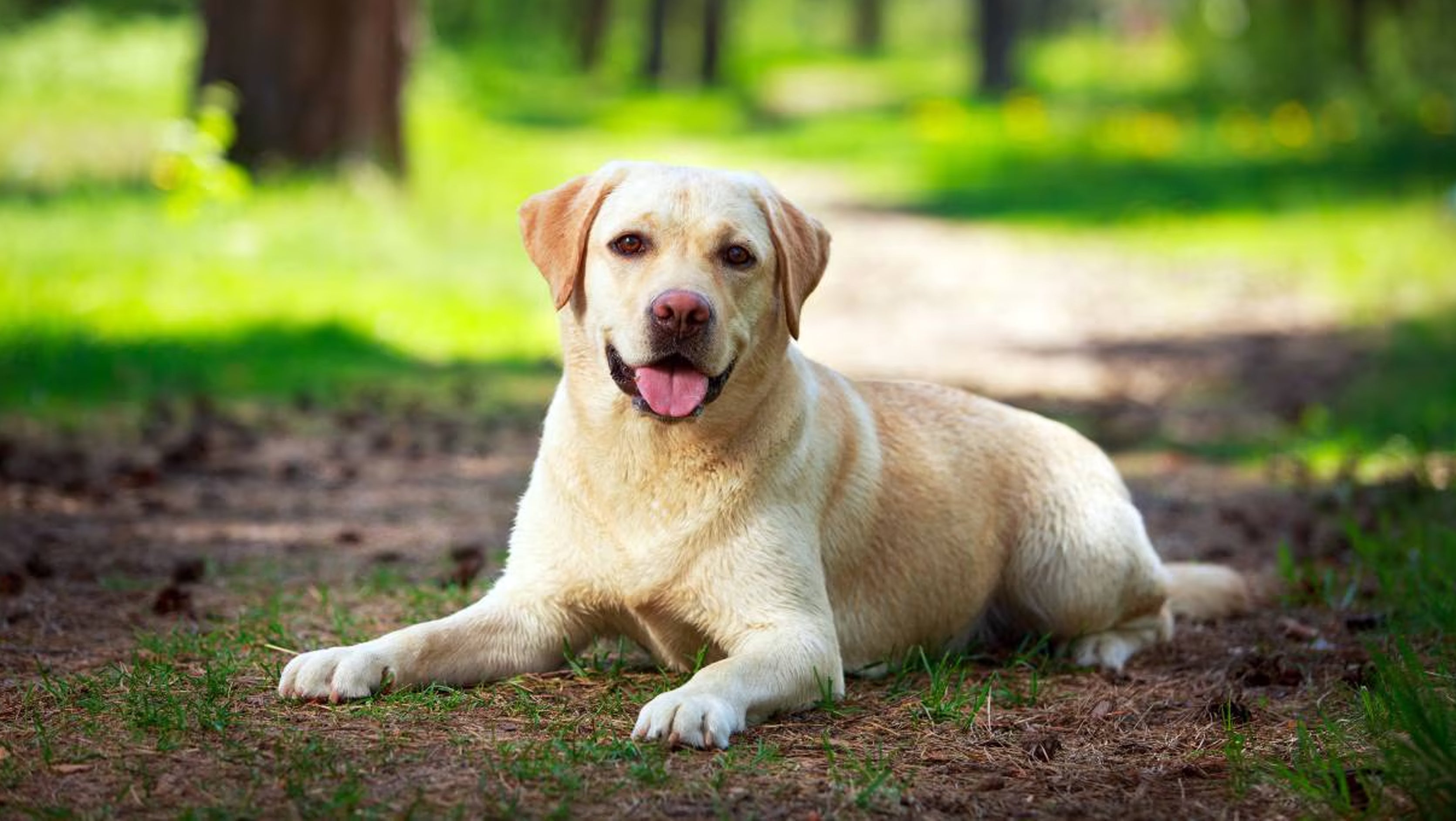 Labrador Retriever Dog Breed Health and Care