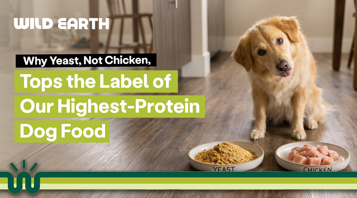 Dog tilting its head at two bowls labeled yeast and chicken on a kitchen floor