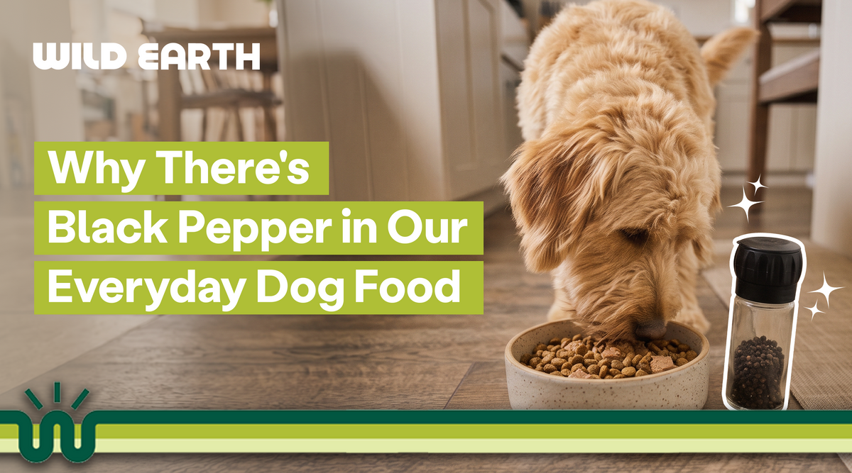 Fluffy dog eating kibble from a bowl next to a black pepper grinder on a kitchen floor