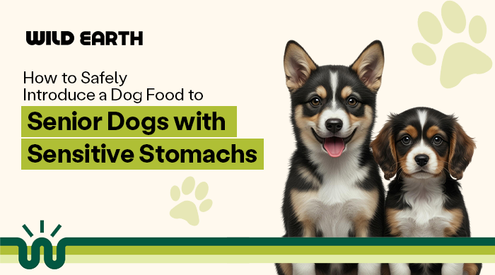 Two dogs next to text about feeding senior dogs with sensitive stomachs